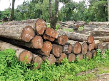 Logjam at Forest Department's Timber Depots