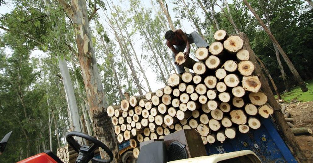 Government removed fees from poplar and Eucalyptus