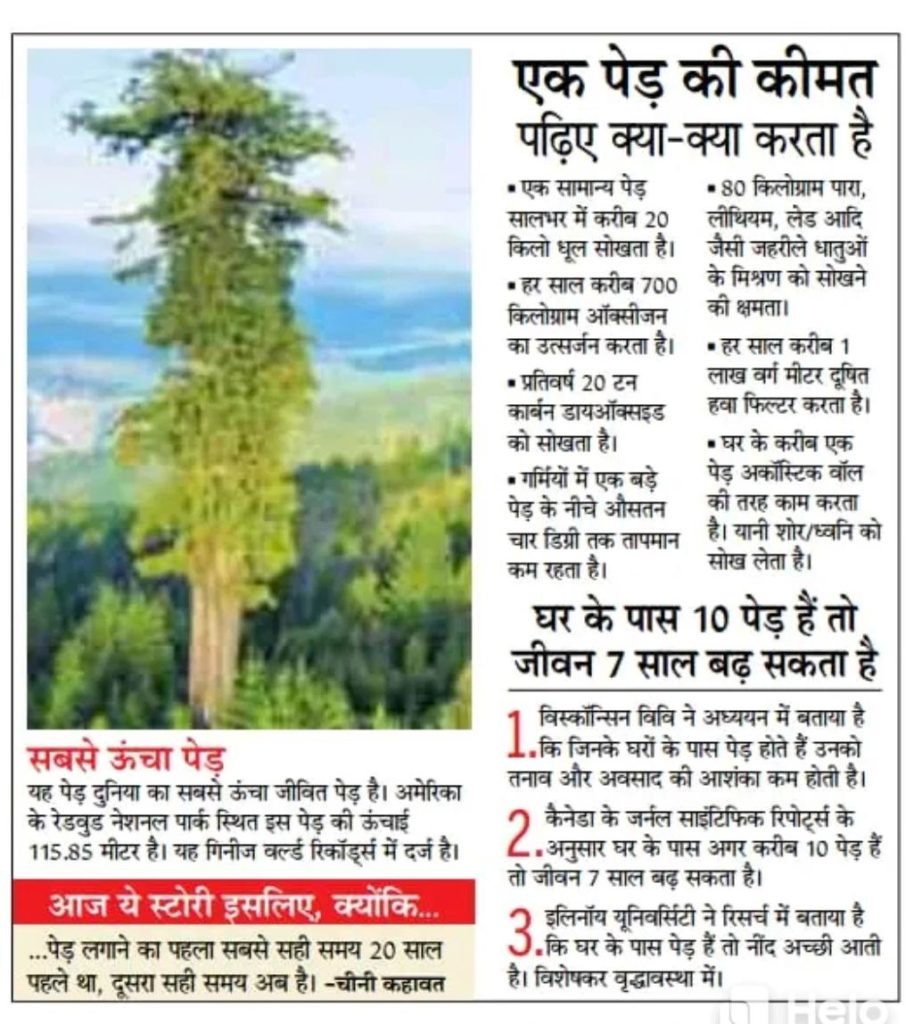 the tallest tree in the world 2023