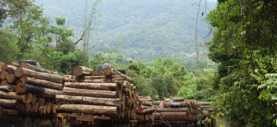 Legal Timber from Myanmar (Burma) is not banned