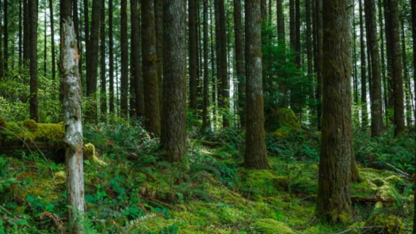 Amended Forest Bill 2023