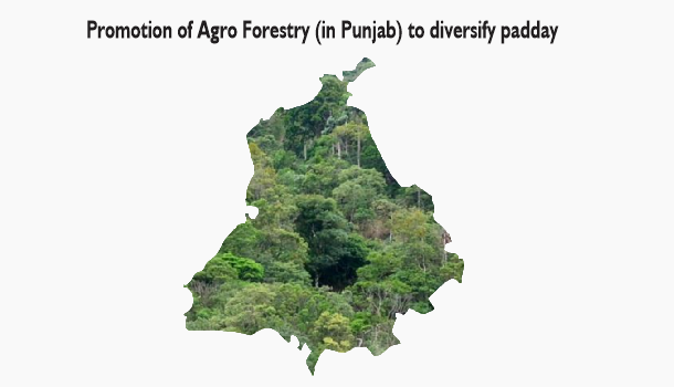 Promotion of Agro Forestry (in Punjab) to diversify paddy