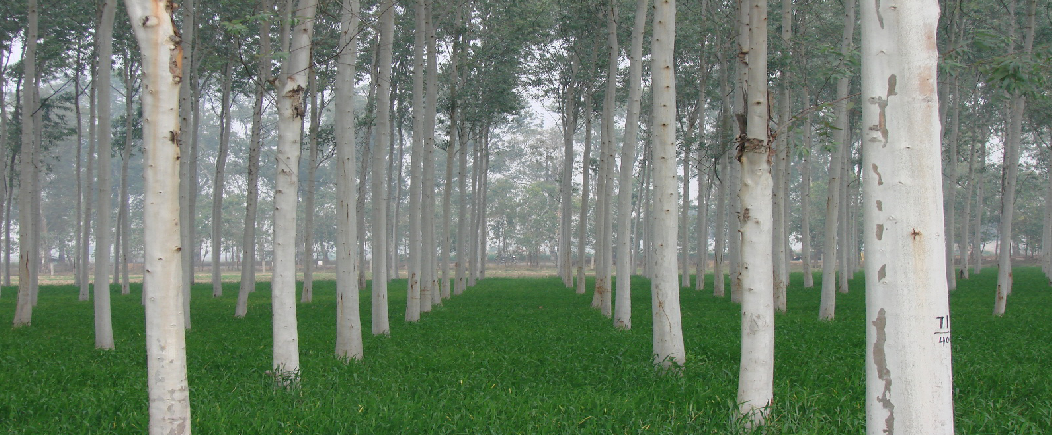 Farming of Clonal Eucalyptus in Alkaline Soils
