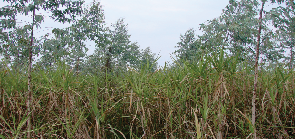 Farming of Clonal Eucalyptus in Alkaline Soils