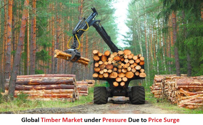 Global Timber Market under Pressure Due to Price Surge